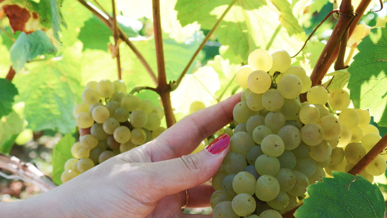 Visite Guidée Bourgogne