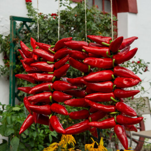 Espelette peppers, or the Piments d'Espelette, chillis